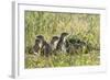 European Souslik (Spermophilus Citellus) Family, Slovakia, Europe, June 2008-Wothe-Framed Photographic Print