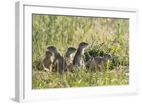 European Souslik (Spermophilus Citellus) Family, Slovakia, Europe, June 2008-Wothe-Framed Photographic Print