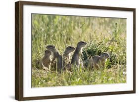 European Souslik (Spermophilus Citellus) Family, Slovakia, Europe, June 2008-Wothe-Framed Photographic Print