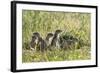 European Souslik (Spermophilus Citellus) Family, Slovakia, Europe, June 2008-Wothe-Framed Photographic Print