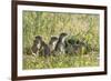 European Souslik (Spermophilus Citellus) Family, Slovakia, Europe, June 2008-Wothe-Framed Photographic Print