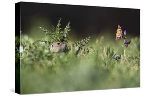 European Souslik (Spermophilus Citellus) Watching Painted Lady Butterfly (Cynthia Cardui) Slovakia-Wothe-Stretched Canvas