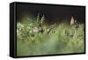 European Souslik (Spermophilus Citellus) Watching Painted Lady Butterfly (Cynthia Cardui) Slovakia-Wothe-Framed Stretched Canvas