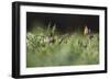 European Souslik (Spermophilus Citellus) Watching Painted Lady Butterfly (Cynthia Cardui) Slovakia-Wothe-Framed Photographic Print