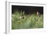 European Souslik (Spermophilus Citellus) Watching Painted Lady Butterfly (Cynthia Cardui) Slovakia-Wothe-Framed Photographic Print