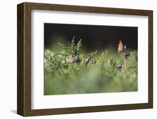 European Souslik (Spermophilus Citellus) Watching Painted Lady Butterfly (Cynthia Cardui) Slovakia-Wothe-Framed Photographic Print