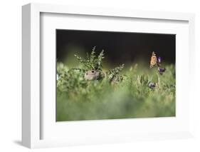 European Souslik (Spermophilus Citellus) Watching Painted Lady Butterfly (Cynthia Cardui) Slovakia-Wothe-Framed Photographic Print