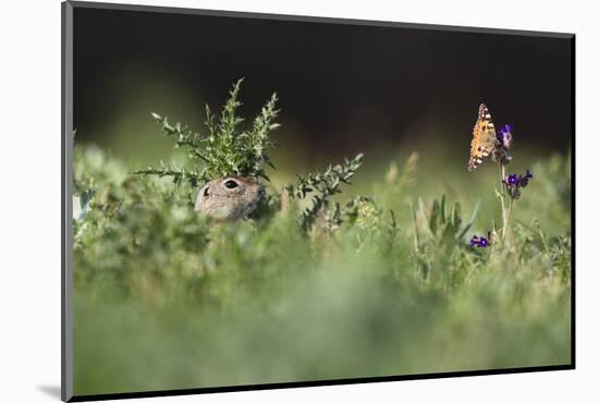 European Souslik (Spermophilus Citellus) Watching Painted Lady Butterfly (Cynthia Cardui) Slovakia-Wothe-Mounted Photographic Print