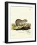 European Souslik-null-Framed Giclee Print