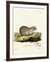 European Souslik-null-Framed Giclee Print