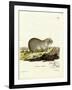 European Souslik-null-Framed Giclee Print