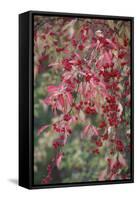 European Spindle Berries and Leaves-null-Framed Stretched Canvas