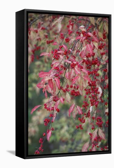 European Spindle Berries and Leaves-null-Framed Stretched Canvas