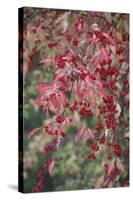 European Spindle Berries and Leaves-null-Stretched Canvas