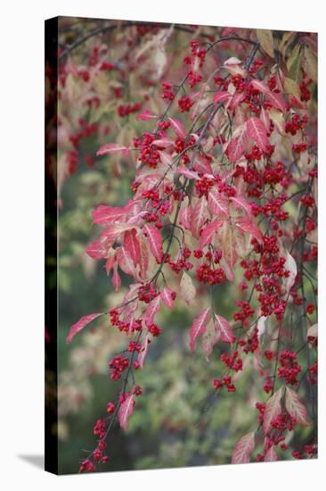 European Spindle Berries and Leaves-null-Stretched Canvas