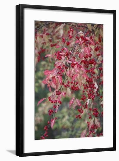 European Spindle Berries and Leaves-null-Framed Photographic Print