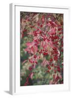 European Spindle Berries and Leaves-null-Framed Photographic Print