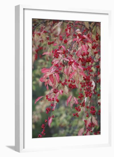 European Spindle Berries and Leaves-null-Framed Photographic Print