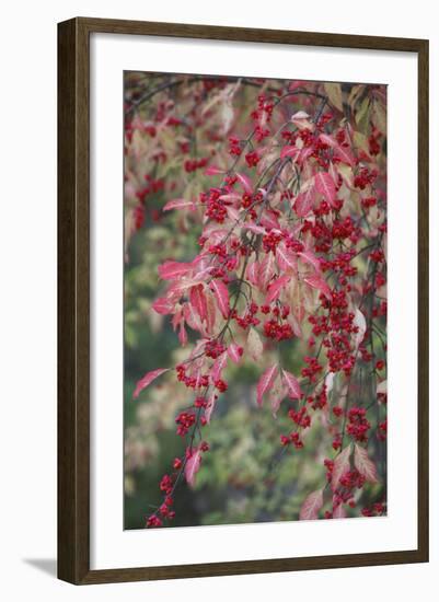 European Spindle Berries and Leaves-null-Framed Photographic Print