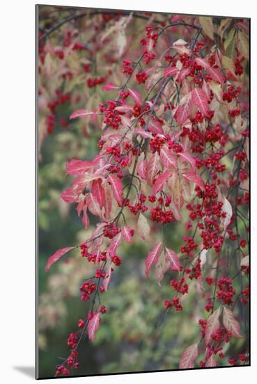 European Spindle Berries and Leaves-null-Mounted Photographic Print