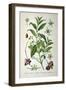 European Spindle Tree, 1893-null-Framed Giclee Print