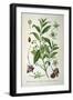European Spindle Tree, 1893-null-Framed Giclee Print