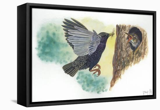 European Starling Sturnus Vulgaris Bringing Food to Young in Nest-null-Framed Stretched Canvas