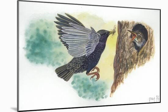 European Starling Sturnus Vulgaris Bringing Food to Young in Nest-null-Mounted Giclee Print