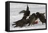 European Starlings in Snow Squabbling over Apple-null-Framed Stretched Canvas