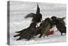 European Starlings in Snow Squabbling over Apple-null-Stretched Canvas