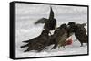 European Starlings in Snow Squabbling over Apple-null-Framed Stretched Canvas