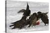 European Starlings in Snow Squabbling over Apple-null-Stretched Canvas