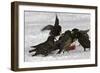 European Starlings in Snow Squabbling over Apple-null-Framed Photographic Print