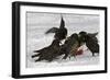 European Starlings in Snow Squabbling over Apple-null-Framed Photographic Print