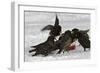 European Starlings in Snow Squabbling over Apple-null-Framed Photographic Print