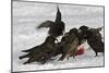 European Starlings in Snow Squabbling over Apple-null-Mounted Photographic Print