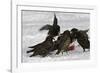 European Starlings in Snow Squabbling over Apple-null-Framed Photographic Print