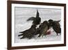 European Starlings in Snow Squabbling over Apple-null-Framed Photographic Print