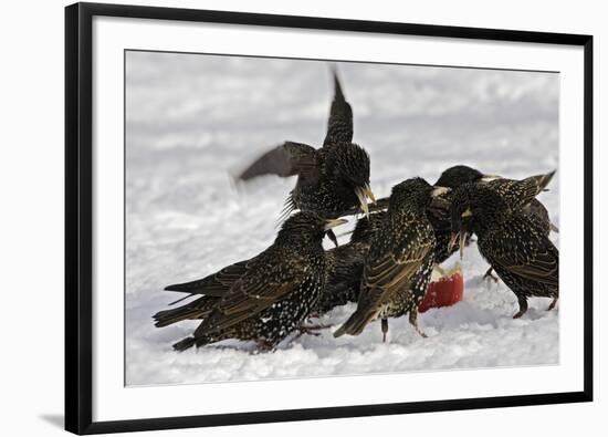European Starlings in Snow Squabbling over Apple-null-Framed Photographic Print