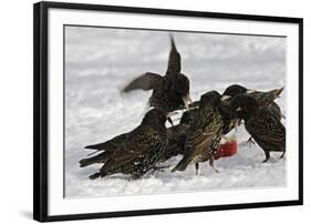 European Starlings in Snow Squabbling over Apple-null-Framed Photographic Print