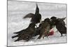 European Starlings in Snow Squabbling over Apple-null-Mounted Photographic Print