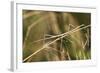 European Stick Insect On Grass (Bacillus Rossius) Mediterranean, Italy, Europe-Konrad Wothe-Framed Photographic Print