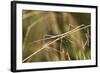 European Stick Insect On Grass (Bacillus Rossius) Mediterranean, Italy, Europe-Konrad Wothe-Framed Photographic Print