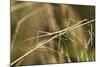 European Stick Insect On Grass (Bacillus Rossius) Mediterranean, Italy, Europe-Konrad Wothe-Mounted Photographic Print