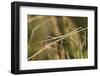 European Stick Insect On Grass (Bacillus Rossius) Mediterranean, Italy, Europe-Konrad Wothe-Framed Photographic Print