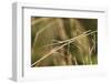 European Stick Insect On Grass (Bacillus Rossius) Mediterranean, Italy, Europe-Konrad Wothe-Framed Photographic Print