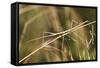 European Stick Insect On Grass (Bacillus Rossius) Mediterranean, Italy, Europe-Konrad Wothe-Framed Stretched Canvas