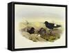 European Storm-Petrel (Hydrobates Pelagicus)-John Gould-Framed Stretched Canvas