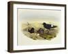 European Storm-Petrel (Hydrobates Pelagicus)-John Gould-Framed Giclee Print