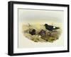 European Storm-Petrel (Hydrobates Pelagicus)-John Gould-Framed Giclee Print